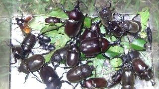 カブトムシ・クワガタムシを確実に捕まえる方法。採集の基礎編　How to catch beetles