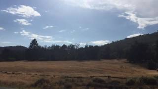 Mount Laguna, San Diego County, California, 6,000 feet, forest of Jeffrey pine