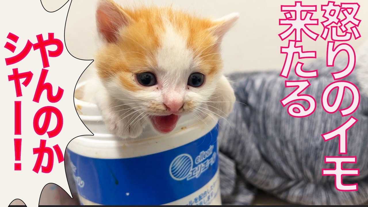 春のイモ幼猫ラッシュ、開幕する The season of potato-kitties had