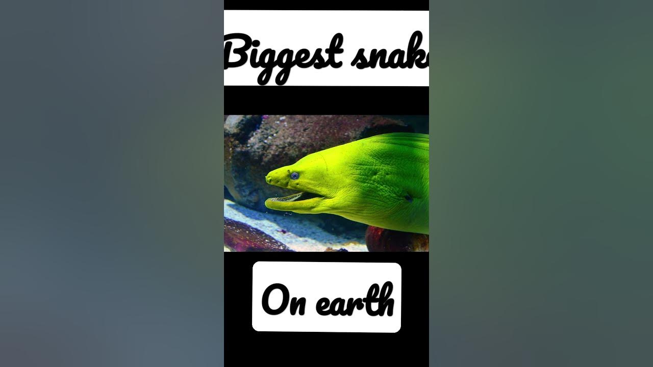 Biggest Snake On Earth ankursinghvideos short YouTube biggest-snake-on-earth-ankursinghvideos-short-youtube