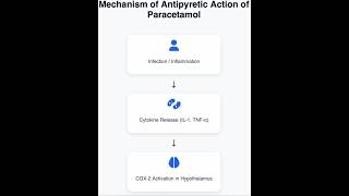 How Does Paracetamol Work? | Fever Explained