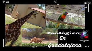 Descubre las maravillas que puedes encontrar en el zoologico de guadalajara