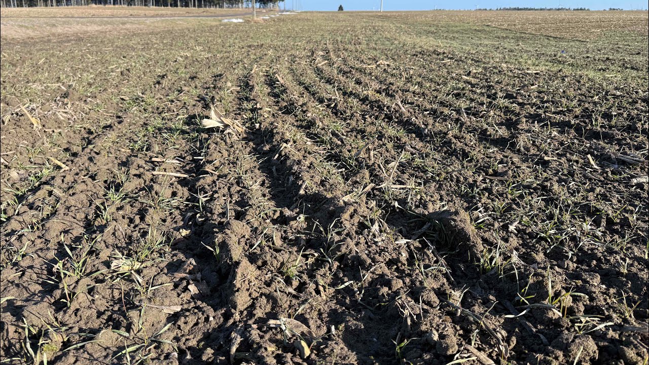 Śnieg odkrył karty. Wjechałby już z azotem… Co z tego rzepaku będzie? 