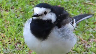 The Wagtails in Early Summer  The New King of the Yard