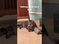 DO NOT CHECK THE SOUNDЁЯШнЁЯе ЁЯФе Music Cat Catlover Cats Makeba Song Newartist Newmusic Rnb DO NOT CHECK THE SOUNDЁЯШнЁЯе ЁЯФе Music Cat Catlover Cats Makeba Song Newartist Newmusic Rnb