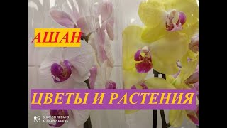 АШАН - обзор комнатных растений. Новые поступления, цены и качество растений.Февраль 2024 г.