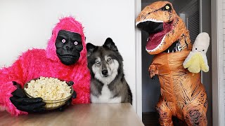 Dinosaur Surprises Puppy Gorilla With Funny Pranks 