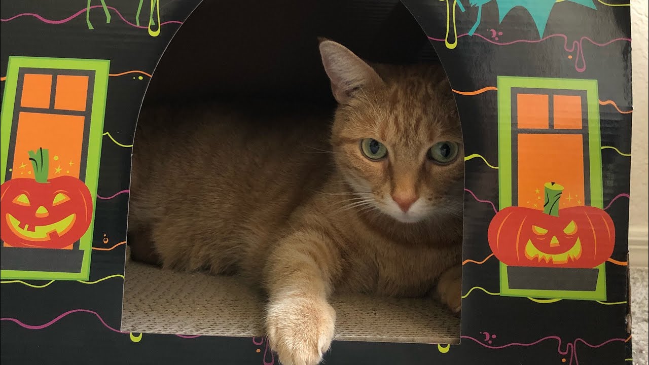 Halloween Box Cats LOVE!!! - YouTube
