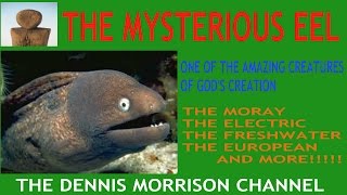 THE MYSTERIOUS EEL: SOME INTERESTING FACTS
