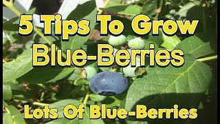 5 tips to grow lots of blueberries #gardencompost #fertilizer #gardening #garden #soil #dragonfruit