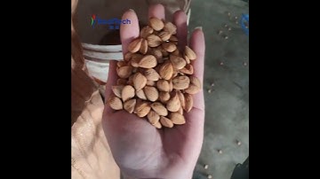 Almond Color Sorting Machine