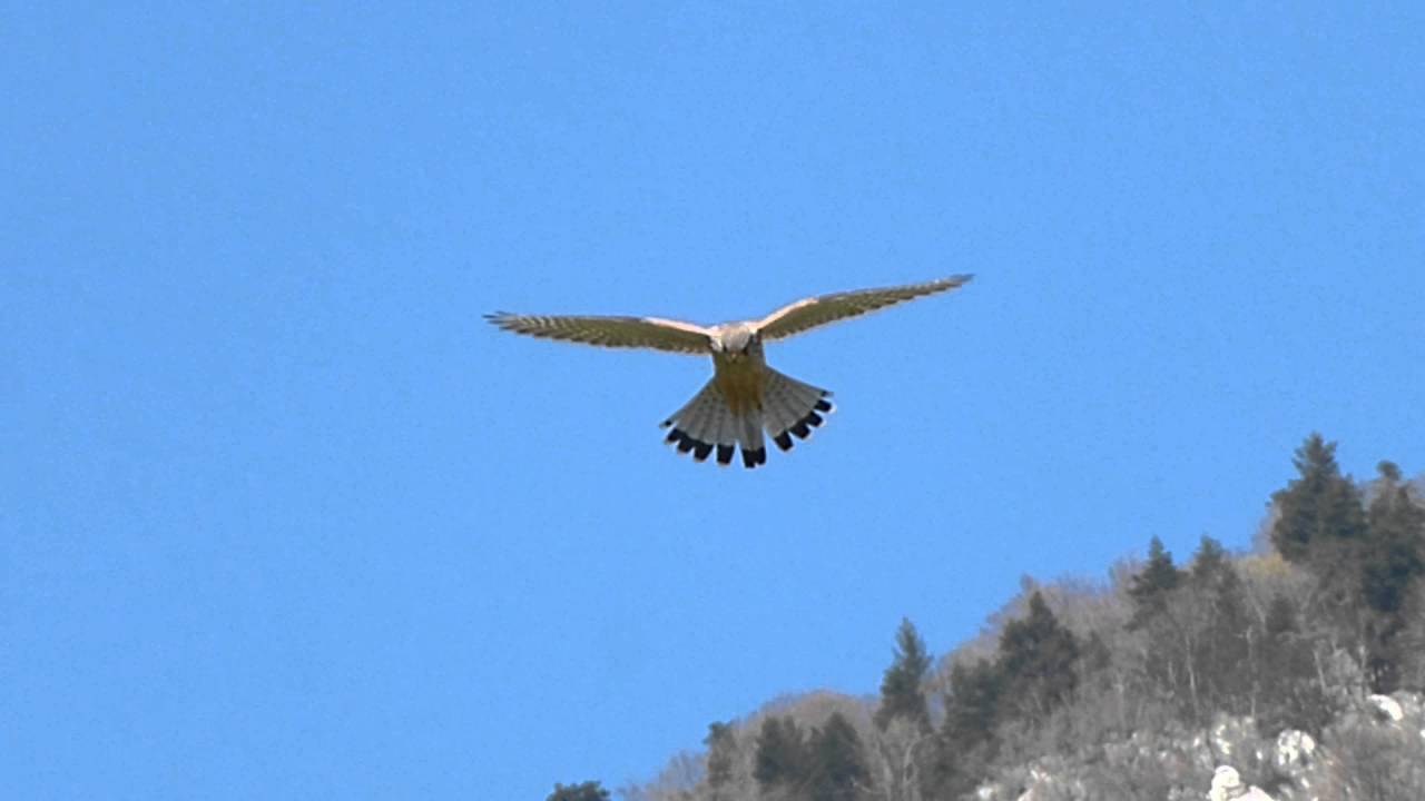 Vol Stationnaire Dun Faucon Youtube