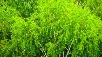 الحزب 12من سورة المائدة(من الآية 24 إلى الآية 34)برواية الإمام ورش عن نافع @