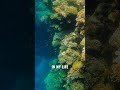 Le Tristement Célèbre TROU BLEU En Égypte Le Tristement Célèbre TROU BLEU En Égypte