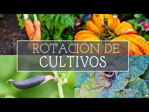 Video: Más información sobre la rotación de cultivos en huertos