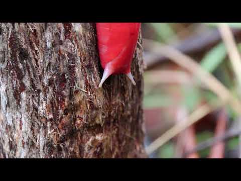 Mt Kaputar Glimpses - Giant Pink Slug Descending. Artist Anna Glynn & biologist Peter Dalmazzo