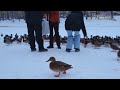 Киев (столица Украины) Январь 2023 пруд утки 🦆 Kyiv (capital of Ukraine) January 2023 duck pond 📹 №2