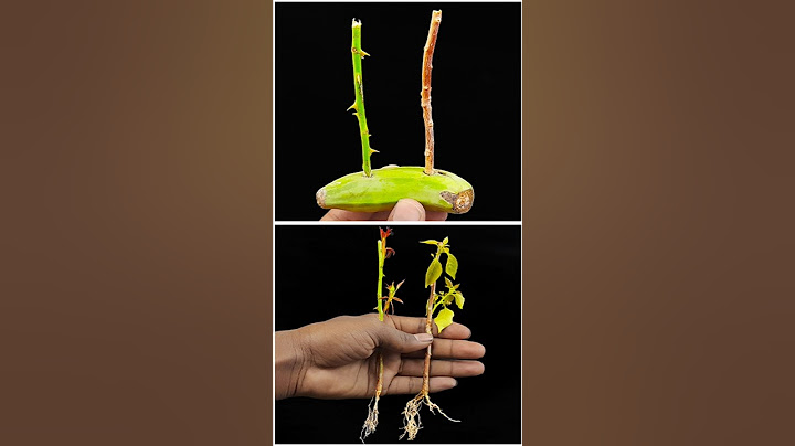 SUPER EASY Method To GROW Bougainvillea & Rose Plant //#highlights #reels #shortvideo