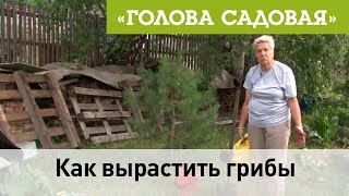Голова садовая - Как вырастить грибы Голова садовая - Как вырастить грибы