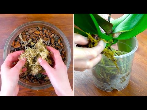 Video: Miscuglio per invasatura per orchidee - Tipi di substrati per piantare le orchidee