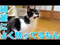 【ねこ動画】綺麗によく残ってるもん。いいよねそれで。