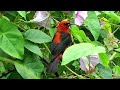 Scarlet honeyeater perching, calling, and eating nectar from flowers - Myzomela erythrocephala