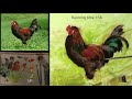 Preview: Painting a Rooster with Elizabeth Robbins