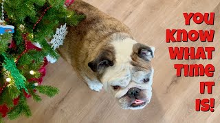 Reuben the Bulldog: The Most Wonderful Time of the Year
