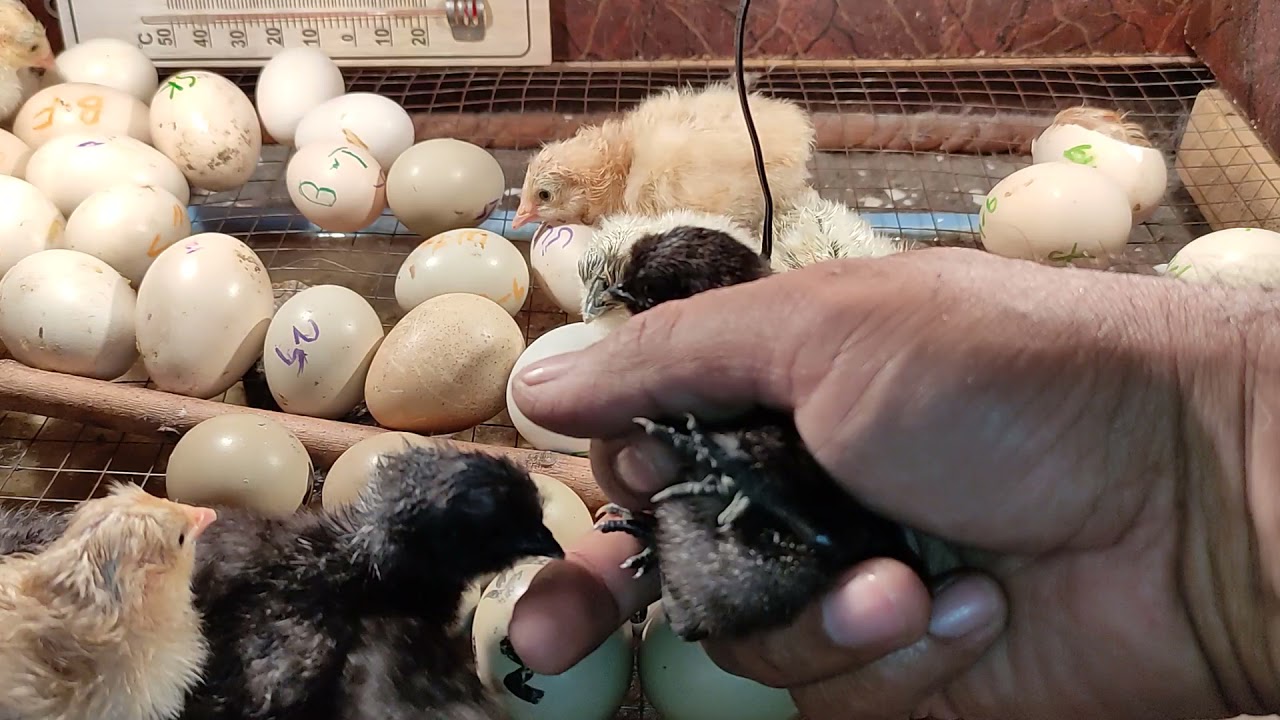 Chocolate silkie chicks very rare breed - YouTube