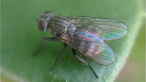 Macro photography with iPhone 5!