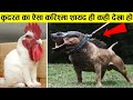 इन कुत्तो के लिए लोग करोड़ो खर्च करने के लिए तैयार है 10 most unusual dog breeds,animals