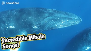 Stunning audiovisual recording of humpback whales singing