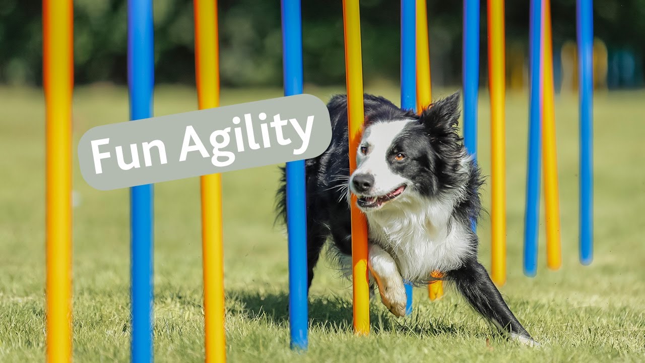 TRIXIE Backyard Agility Course - YouTube