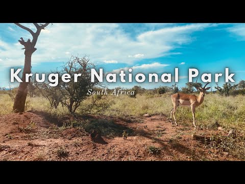 Kruger National Park South Africa 2023 // Vlog 🇿🇦