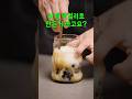 카페 사장님도 속을 완벽한 비주얼! 달달 쫀득 흑당 버블 막걸리 #버블막걸리 #막걸리칵테일 #술추천