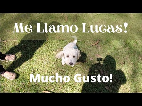 We Got A Dog! Expats in Cuenca, Ecuador