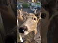 A deer bring all her friends to the perty 😂❤️#deer #deers#fyp #amazing #animals