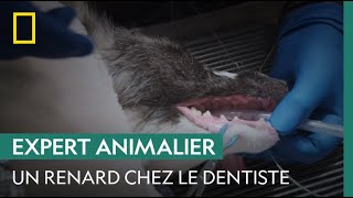 Opération extraction de dent pour une renarde