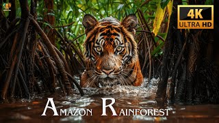 Discovering Diversity | 4K Animal Planet in the Amazon Rainforest