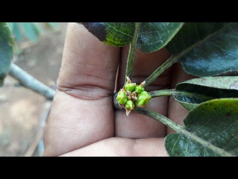 Video: Memangkas Pokok Pear: Petua Untuk Memangkas Pokok Pear