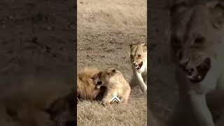 #wildlife #lion #animalkingdom #animals