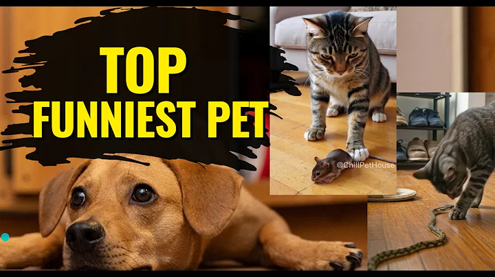 Watch the video about Try Not to Laugh