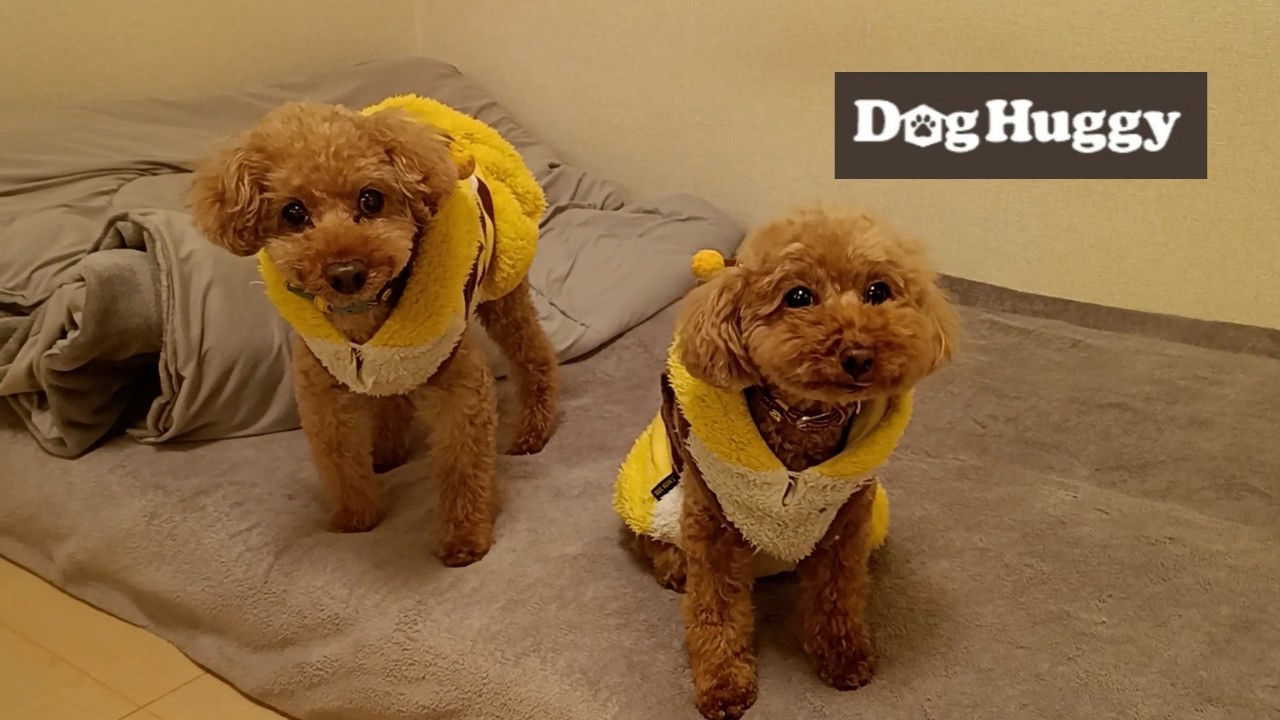 トイプードルの豆助ちゃん・あられちゃん【DogHuggy お預かり動画‎´•ﻌ•`🐾】