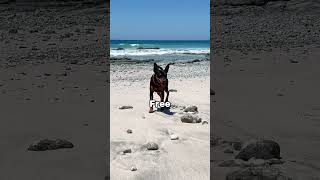 Typical Miniature Pinscher  #dogshorts #puppy #miniaturepinscher #pets #minpin #funnydogsvideos