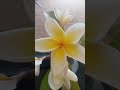 يا زهره الياسمين معاك اجمل لونين ابيض واصفر