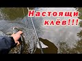 РЫБАЛКА МОЕЙ МЕЧТЫ!!! НАСТОЯЩИЙ КЛЁВ ГОЛАВЛЯ!!!