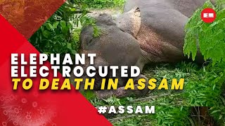 Assam: Elephant dies due to electrocution along Indo-Bhutan border