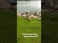 Милое семейство на прогулке. #shortsvideo #гуси #природа #naturewalk