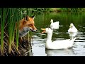 Fox and duck in the pond #viral #fox #pond #duck