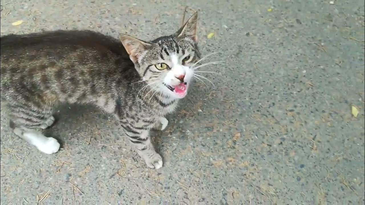Cute and friendly tabby cat meows very loudly 🐱🐈 catlover cats cat 